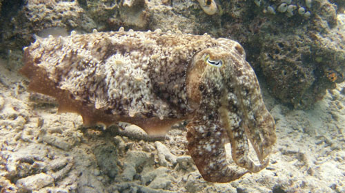 Công nghệ tế bào trong suốt 'mở cánh cửa' để con người 'tàng hình'