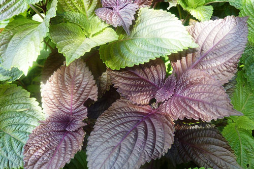 Hướng dẫn chữa cảm cúm không cần dùng thuốc kháng sinh