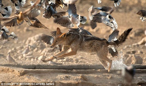 Ảnh: Chó rừng vụng về săn gà gô cát