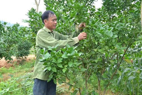 Ông Vũ Tiến Nhu, thôn Trung Long, xã Trung Yên (Sơn Dương) chăm sóc cây cam Vinh.