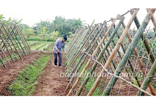 Anh Đằm chăm sóc giàn chanh leo mới trồng.