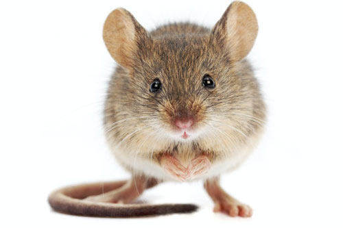 Xui xẻo triền miên, 4 con giáp dễ gặp tai họa, tiền mất tật mang trong 6 tháng cuối năm 2020