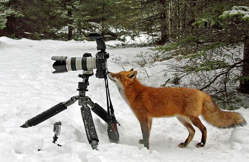 Ảnh đẹp: Cáo tập làm "phóng viên ảnh"