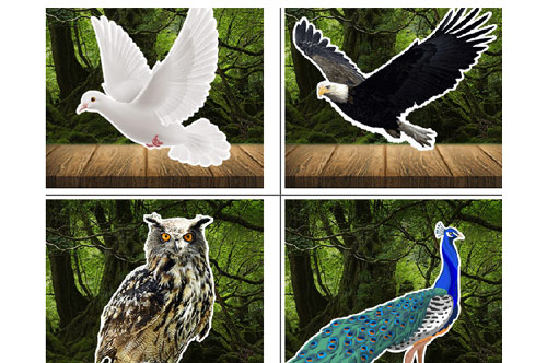 Trắc nghiệm: Loài chim yêu thích tiết lộ tính cách của bạn