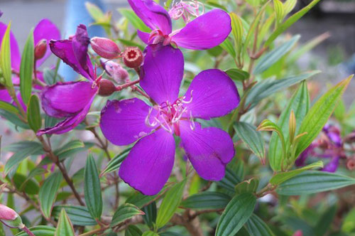 5 loại cây là "thần dược" giải độc ngay trong nhà bạn