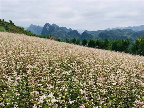 Hà Giang mùa hoa tam giác mạch    