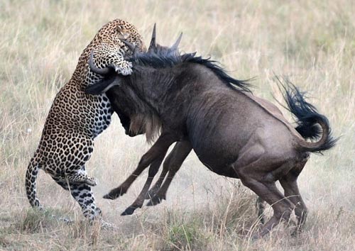 Ảnh đẹp: Linh dương đầu bò tấn công báo gấm