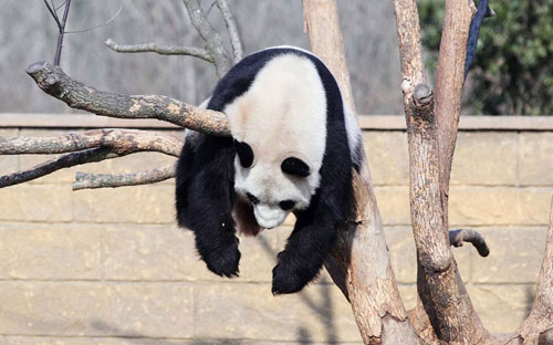 Ảnh đẹp: Hàng triệu con cua đỏ di cư từ rừng ra biển