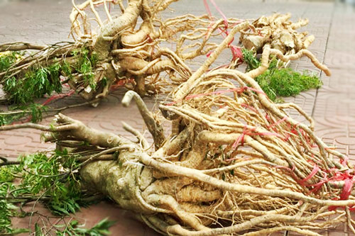 Lợi ích "thần kỳ" từ củ đinh lăng