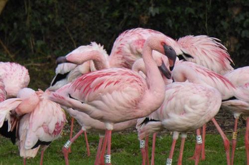 Phát hiện hồng hạc sẫm màu nhất khi giành ăn