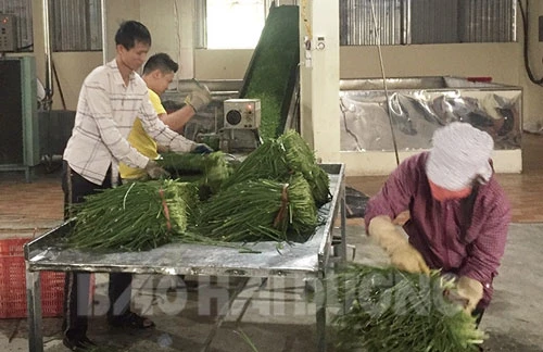 HTX Dịch vụ thu mua và chế biến nông sản của gia đình anh Thăng tạo việc làm cho nhiều lao động địa phương