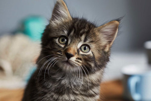 Được 'thần tình yêu che chở', 4 con giáp này tình duyên ngập lối về, dễ thoát ế trong 2 ngày cuối tuần