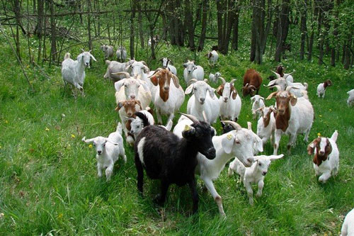 Cuối tháng 6 Dương lịch, 3 con giáp này dễ gặp đại họa, xui xẻo triền miên, cần cẩn trọng đề phòng