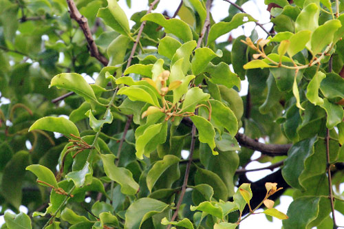 Những loài tầm gửi và tác dụng chữa bệnh