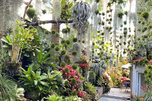 Cần Thơ: Khu vườn độc lạ của người phụ nữ yêu thiên nhiên