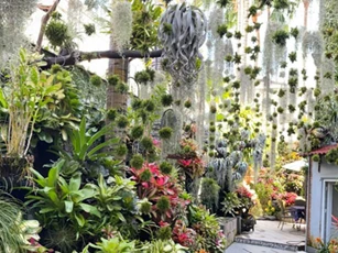 Cần Thơ: Khu vườn độc lạ của người phụ nữ yêu thiên nhiên