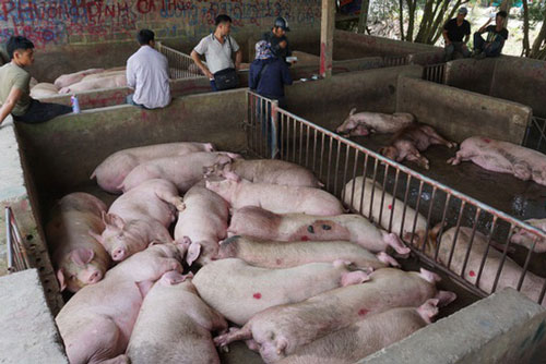 Giá lợn hơi tiếp tục giảm do nhập khẩu lợn sống