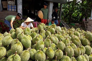 Đồng Nai: Trái cây vụ hè khó khăn về đầu ra do ảnh hưởng dịch Covid-19