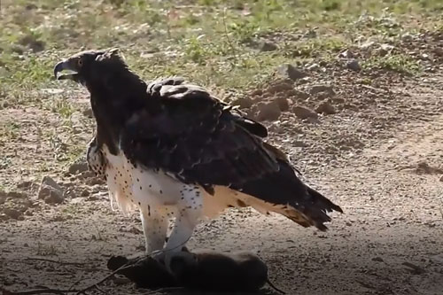 CLIP: Đại bàng Martial đoạt mạng lợn rừng trong tích tắc