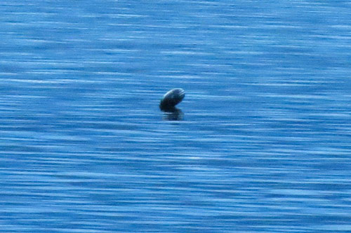 Sinh vật bí ẩn giống quái vật hồ Loch Ness xuất hiện ở hồ nước Canada