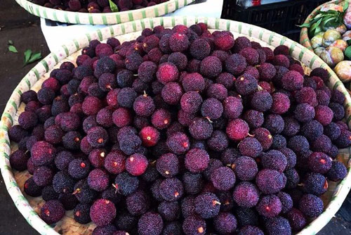 Lợi ích của quả thanh mai với sức khỏe, ít ai ngờ tới