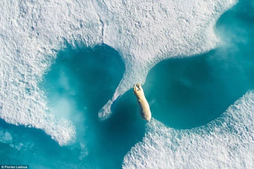 Drone Awards là cuộc thi được tổ chức nhằm tìm ra những bức ảnh đẹp nhất chụp từ trên cao. Vượt qua hơn 4.400 tác phẩm dự thi, "Bức ảnh của năm" đã thuộc về tác phẩm "Trên chú gấu Bắc Cực" tuyệt đẹp của Florial Ledoux.