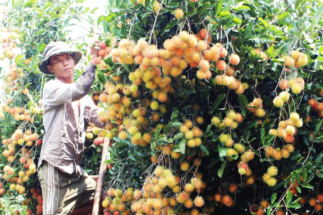 Thu hoạch chôm chôm.