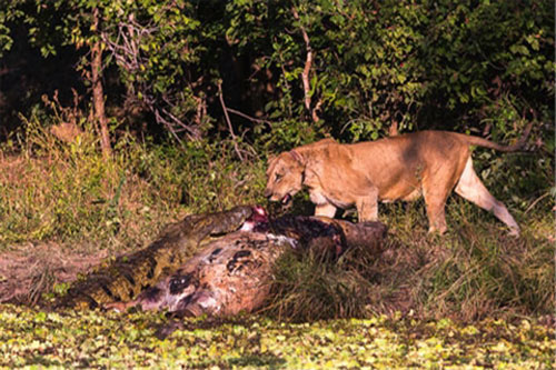 Đói ăn, cá sấu quyết chiến sư tử giành xác hà mã