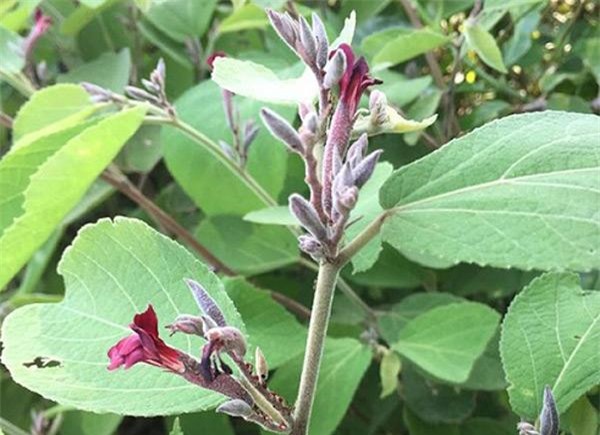 Cây an xoa: Đặc điểm, tác dụng và cách trồng