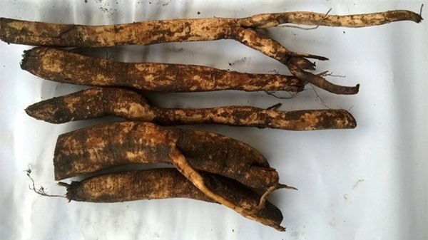 Tác dụng củ gai tươi cho bà bầu và phụ nữ sau sinh rất tốt