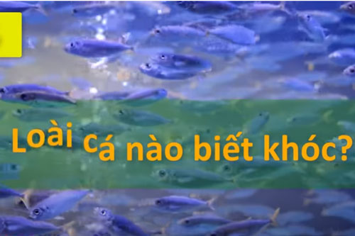 CLIP: Những câu đố mẹo chỉ những người thông minh mới giải được