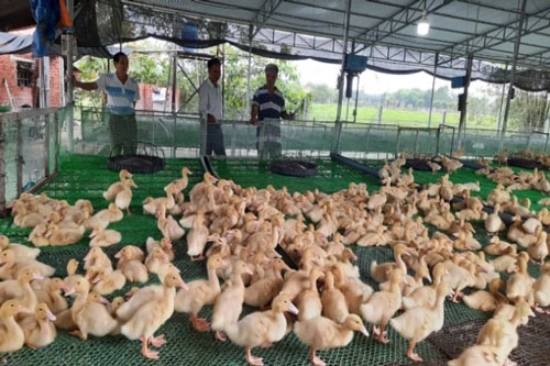 Nhiều đoàn công tác trong và ngoài địa phương đến tham quan, học hỏi mô hình vịt- cá của ông Nhưỡng. Ảnh: Trần Trung.