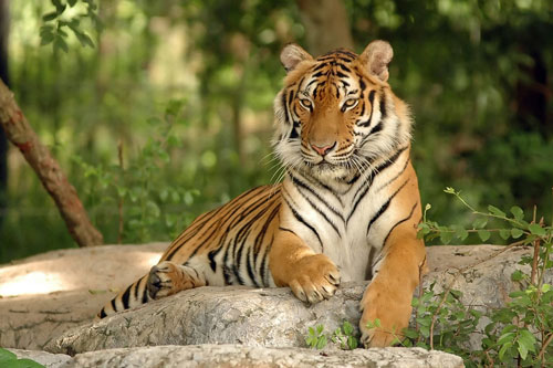 Dự đoán tử vi tuần mới 15/6-21/6 cho 12 con giáp: Tuổi Dần dễ bị ‘con giáp thứ 13’ quấy phá, tuổi Mão có cơ hội thắng tiến