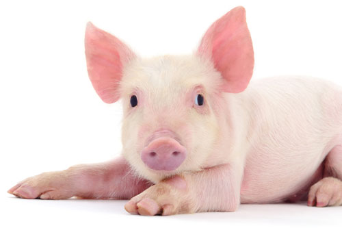 'Thần Tài gọi tên', 3 con giáp này dễ gặp may mắn bất ngờ, tiền tiêu không hết trong 3 ngày tới