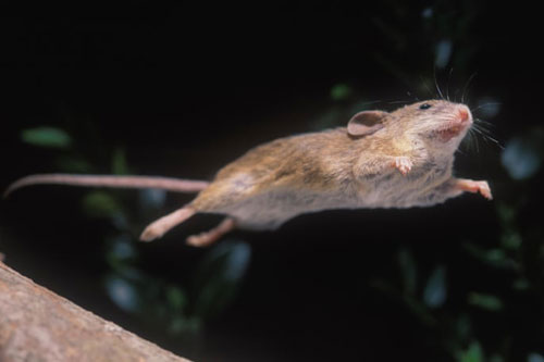 Top 4 con giáp may mắn ‘đổi vận’, dễ 'đánh đâu thắng đó', phát triển không ngừng trong nửa cuối năm 2020