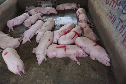 Giá lợn sống tại Thái Lan tăng mạnh sau thông tin Việt Nam nhập khẩu