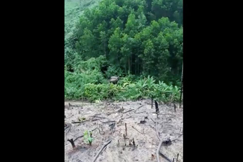 Voi rừng xuất hiện gần khu dân cư