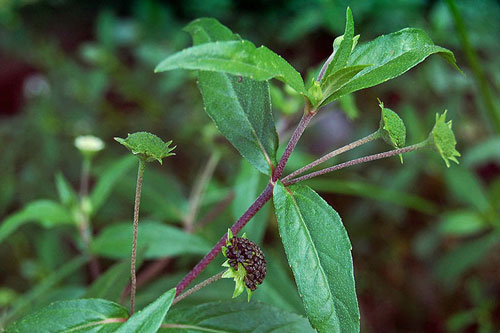 Những phương thuốc từ cỏ nhọ nồi