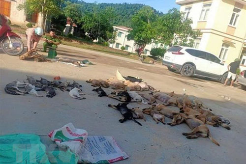 Thanh Hóa: Phát hiện đôi nam nữ trộm hơn 2 tạ chó, mèo trong một đêm