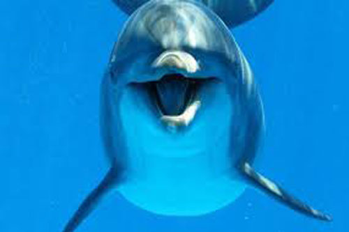 9 sự thật chưa từng được tiết lộ về loài cá heo khiến chúng ta bất ngờ