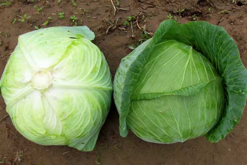 Trời lạnh, ai ăn bắp cải phải tuyệt đối nhớ những điều này kẻo hối không kịp