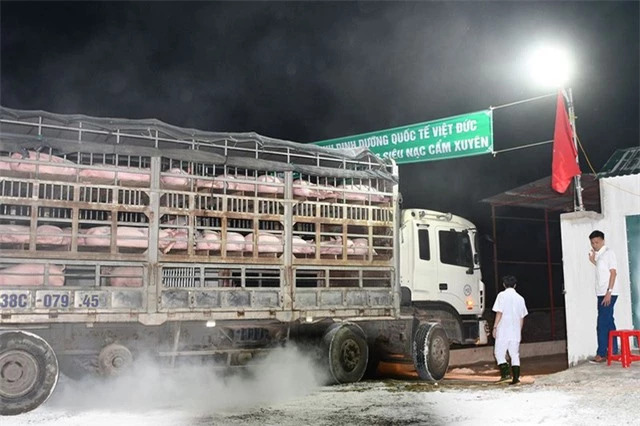 Giá lợn sống tại Thái Lan tăng mạnh sau thông tin Việt Nam nhập khẩu - Ảnh 1.