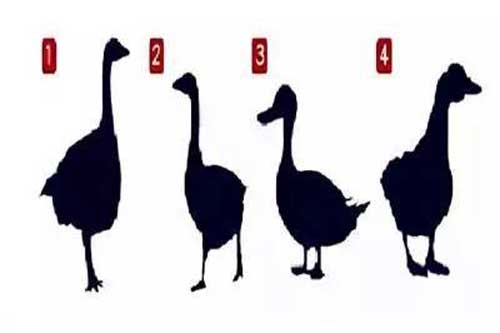 Trắc nghiệm: Bức tranh ngỗng bóc trần tính cách, chuyện tình cảm của bạn