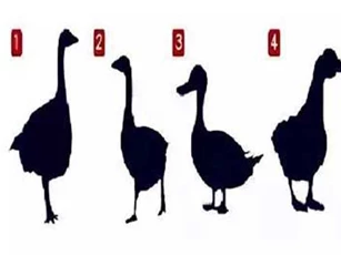 Trắc nghiệm: Bức tranh ngỗng bóc trần tính cách, chuyện tình cảm của bạn