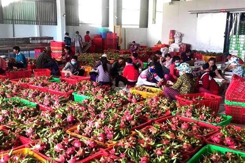Trái cây Việt Nam xuất khẩu sang Thái Lan tăng hơn 240% (Ảnh Internet)