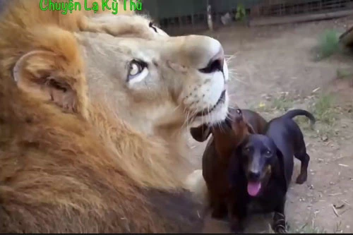 Chú chó Appy đang chơi đùa cùng sư tử.
