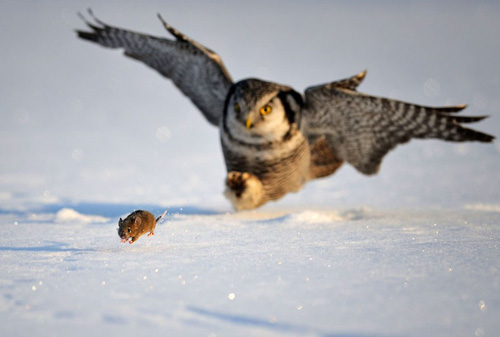 Ảnh đẹp: Ngựa vằn bên hồ, chim cú săn chuột trên cánh đồng tuyết