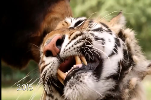 CLIP: Bộ ba sư tử, hổ, gấu được giải thoát khỏi tổ chức buôn động vật và cái kết lạ