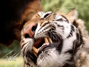 CLIP: Bộ ba sư tử, hổ, gấu được giải thoát khỏi tổ chức buôn động vật và cái kết lạ