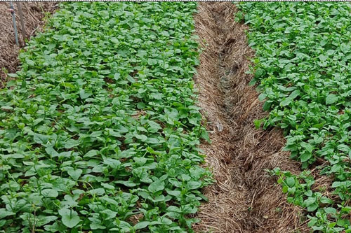 6 tác dụng chẳng ai ngờ của nước tiểu trong vườn